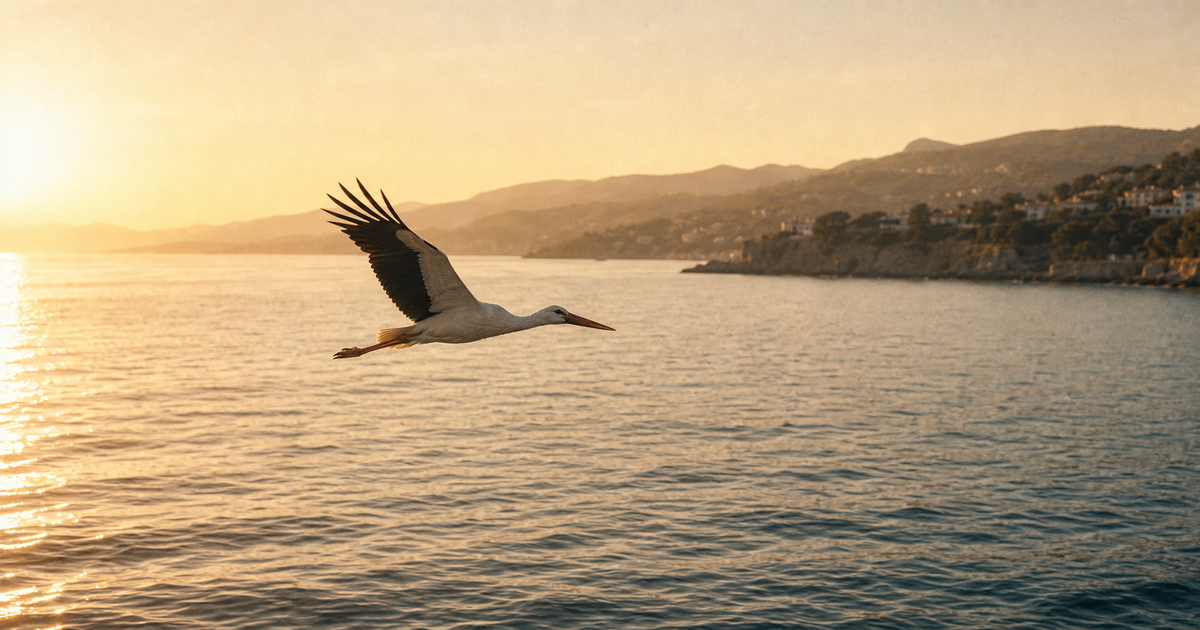 A stork over the Mediterranean